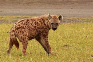 Czy hieny są brusztu?